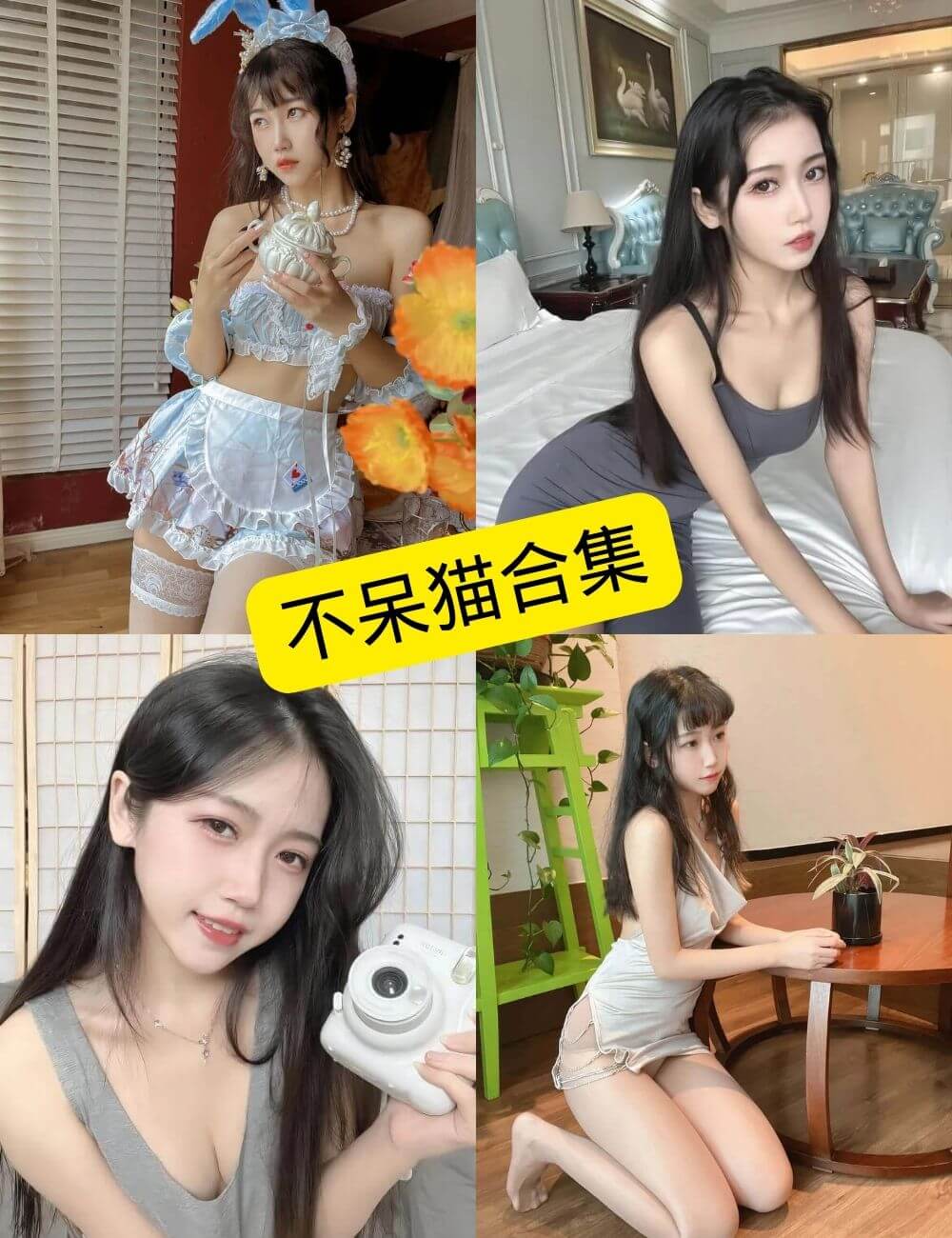 不呆猫